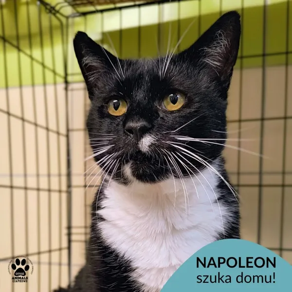 Kot do adopcji, Gdynia, 29 października 2025 (1/3)