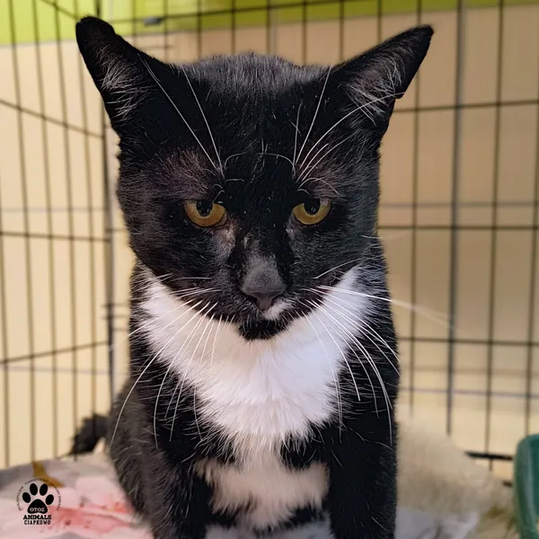 Kot do adopcji, Gdynia, 29 października 2025 (2/3)