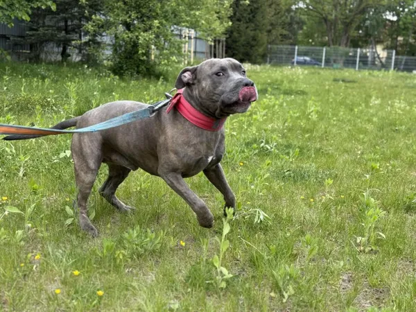 Pies do adopcji, Kraków, 15 października 2025