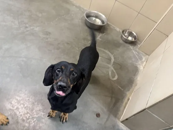 Pies do adopcji, Kraków, 15 października 2025