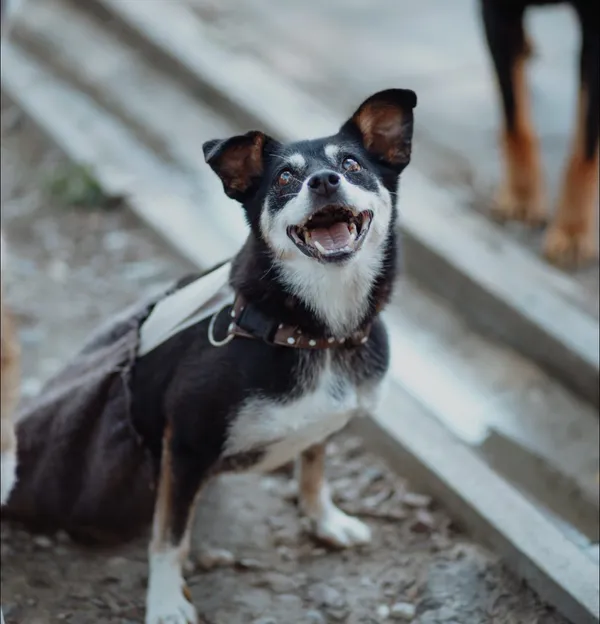 Oddam psa, Olsztyn, Osiedle nad Jeziorem Długim, 30 października 2025 (2/4)