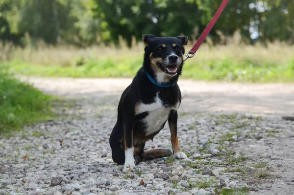 Oddam psa, Olsztyn, Osiedle nad Jeziorem Długim, 30 października 2025 (4/4)