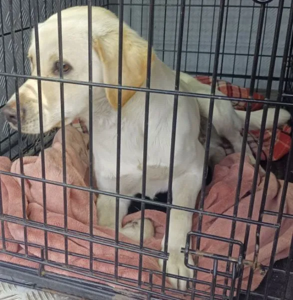 Znaleziono psa, Radom, 29 października 2025