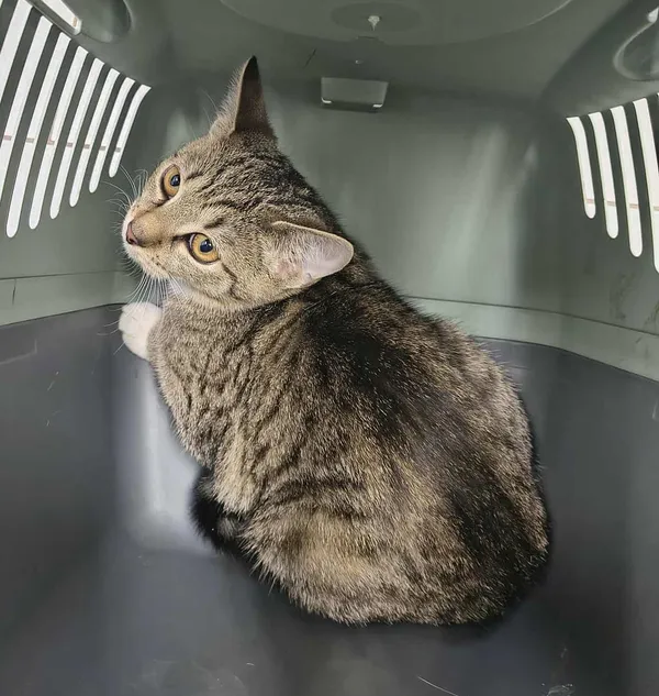 Kot do adopcji, Olsztyn, 27 października 2025