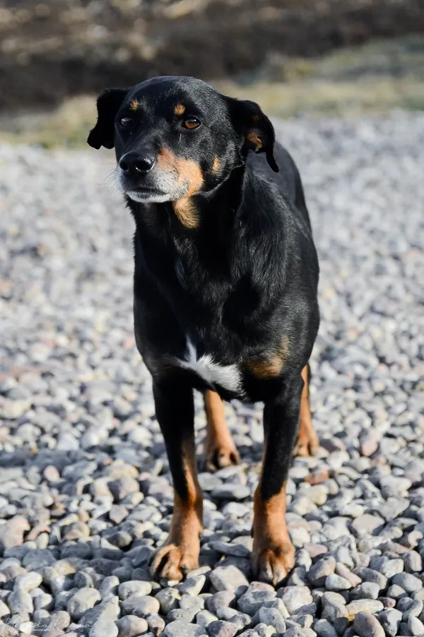 Oddam psa, Warszawa, Stary Mokotów, 30 października 2025 (3/4)