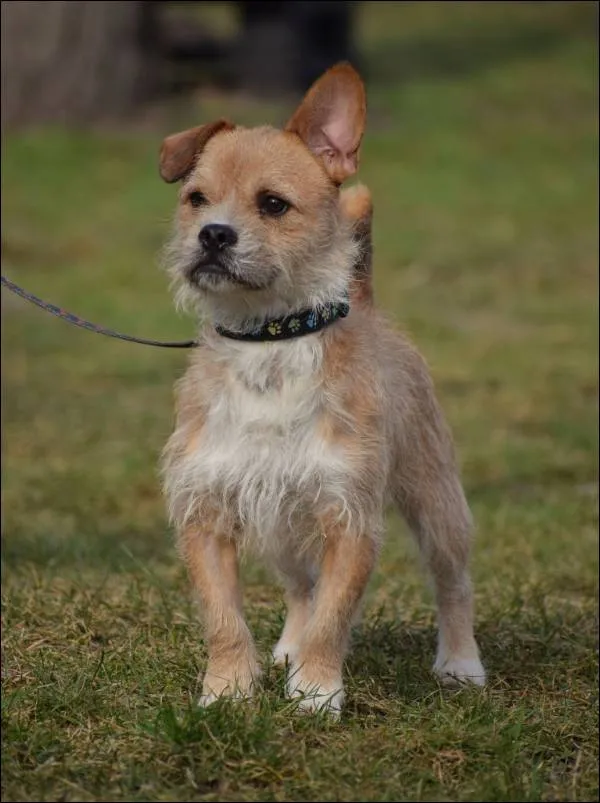 Znaleziono psa, Grudziądz, 28 grudnia 2024