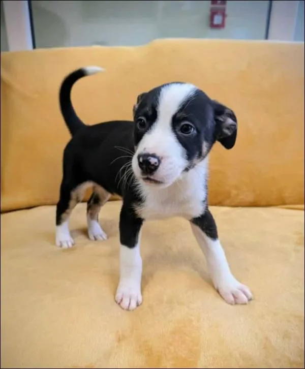 Znaleziono psa, Grudziądz, 17 września 2025