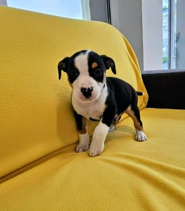 Znaleziono psa, Grudziądz, 17 września 2025