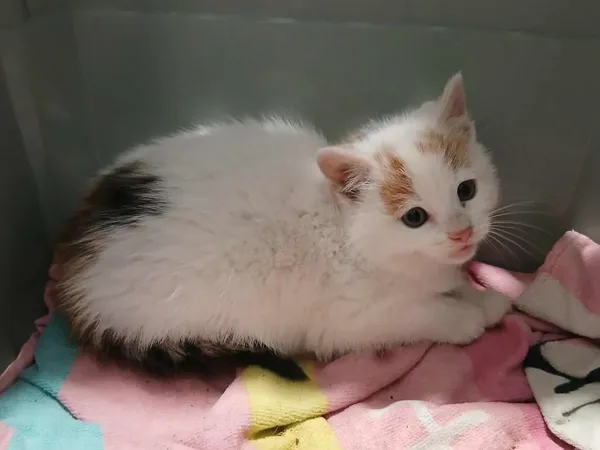 Znaleziono kota, Toruń, 28 października 2025