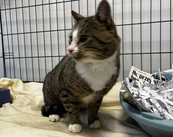 Znaleziono kota, Toruń, 28 października 2025