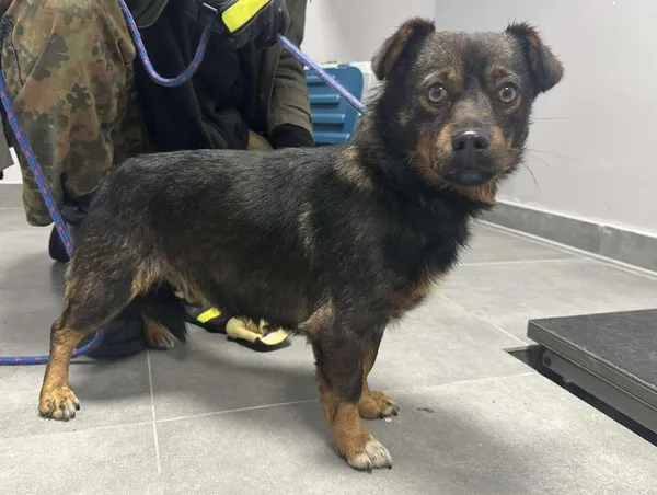 Znaleziono psa, Toruń, 27 października 2025