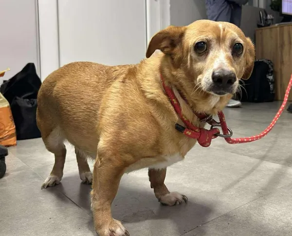 Znaleziono psa, Toruń, 27 października 2025