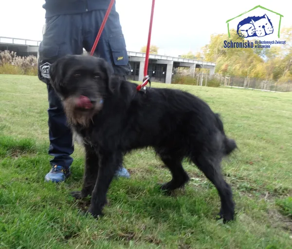 Znaleziono psa, Szczecin, 30 listopada 2025 (1/2)