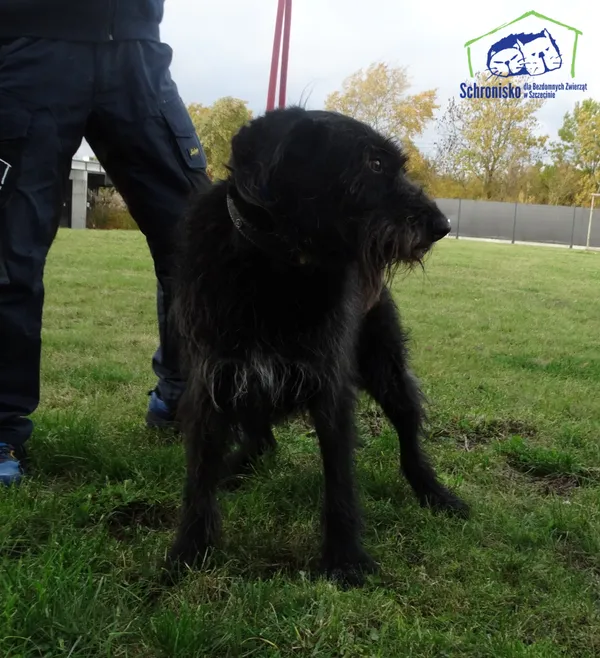 Znaleziono psa, Szczecin, 30 listopada 2025 (2/2)