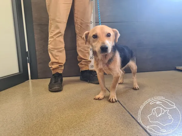 Znaleziono psa, Chełmek, 30 października 2025