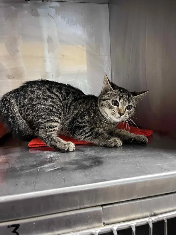 Kot do adopcji, Włocławek, 30 października 2025 (3/3)