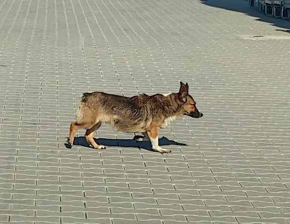 Znaleziono psa, Dąbrówka, 30 października 2025 (2/2)