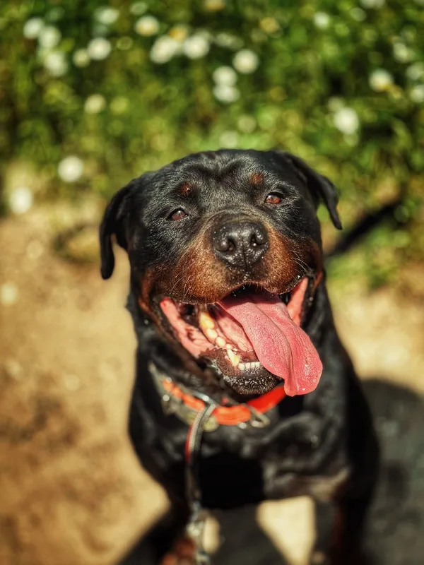 Pies do adopcji, Dłużyna Górna, 30 października 2025 (3/5)