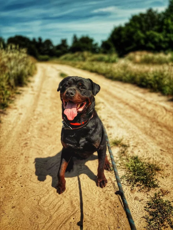 Pies do adopcji, Dłużyna Górna, 30 października 2025 (5/5)