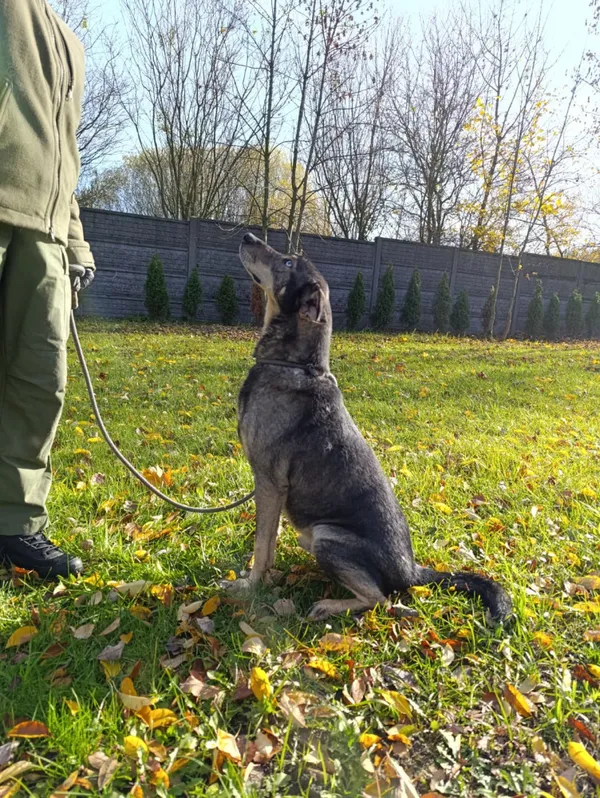 Pies do adopcji, Bełchatów, 2 września 2024 (2/5)