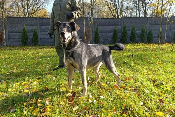 Pies do adopcji, Bełchatów, 2 września 2024 (3/5)