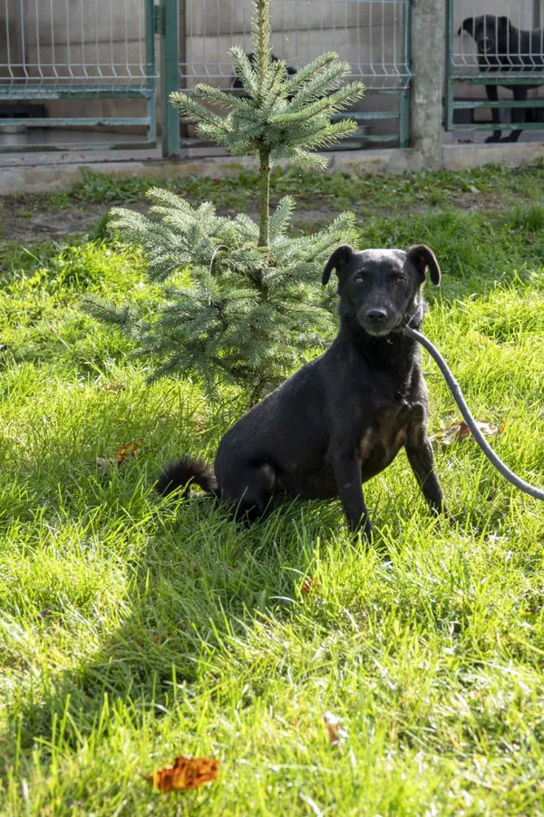 Pies do adopcji, Bełchatów, 21 października 2022 (3/4)