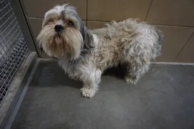 Pies do adopcji, Kraków, 16 października 2025