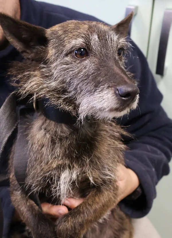 Znaleziono psa, Łódź, 31 października 2025 (1/5)