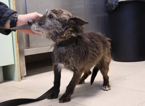 Znaleziono psa, Łódź, 31 października 2025 (3/5)