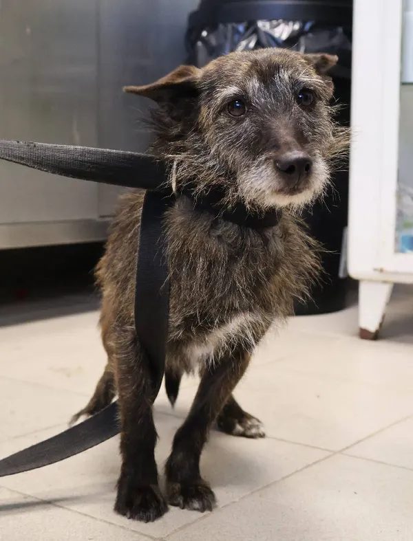 Znaleziono psa, Łódź, 31 października 2025 (4/5)