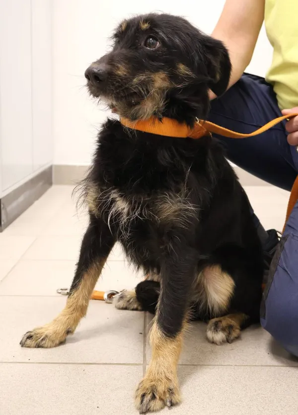 Znaleziono psa, Łódź, 31 października 2025 (2/4)