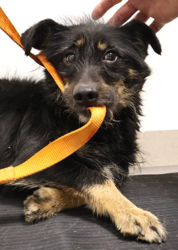 Znaleziono psa, Łódź, 31 października 2025 (3/4)