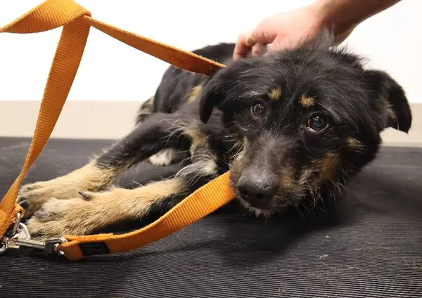 Znaleziono psa, Łódź, 31 października 2025 (4/4)