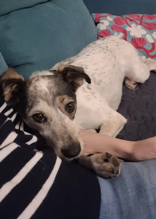 Zaginął pies, Wrocław, Szczepin, 31 października 2025 (1/3)