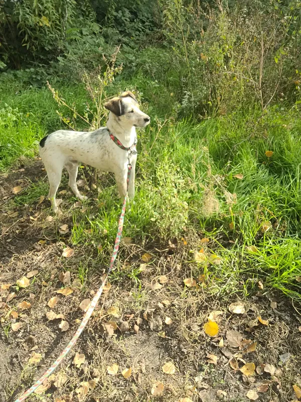 Zaginął pies, Wrocław, Szczepin, 31 października 2025 (2/3)