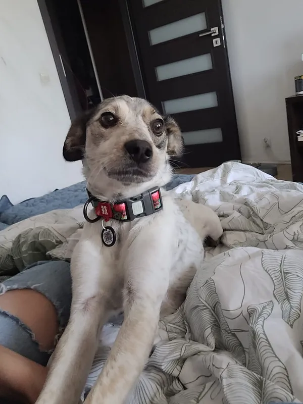 Zaginął pies, Wrocław, Szczepin, 31 października 2025 (3/3)