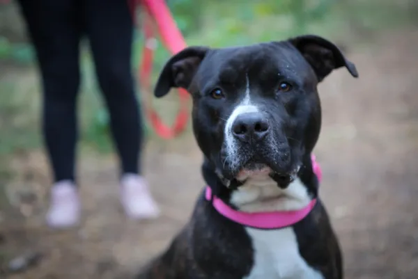 Pies do adopcji, Piła, 8 września 2025 (2/4)