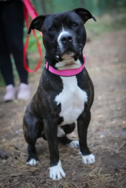 Pies do adopcji, Piła, 8 września 2025 (3/4)