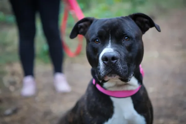 Pies do adopcji, Piła, 8 września 2025 (4/4)