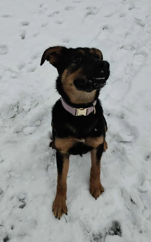 Pies do adopcji, Włocławek, 31 października 2025 (1/4)