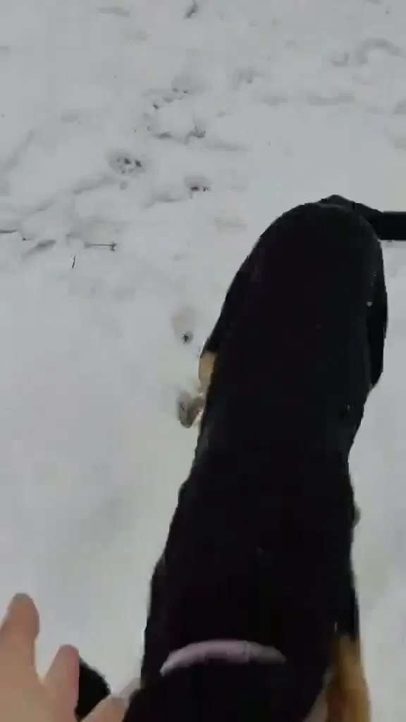 Pies do adopcji, Włocławek, 31 października 2025 (2/4)