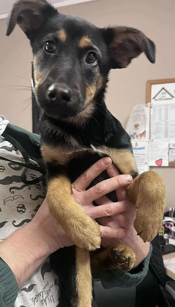 Pies do adopcji, Włocławek, 31 października 2025 (3/4)