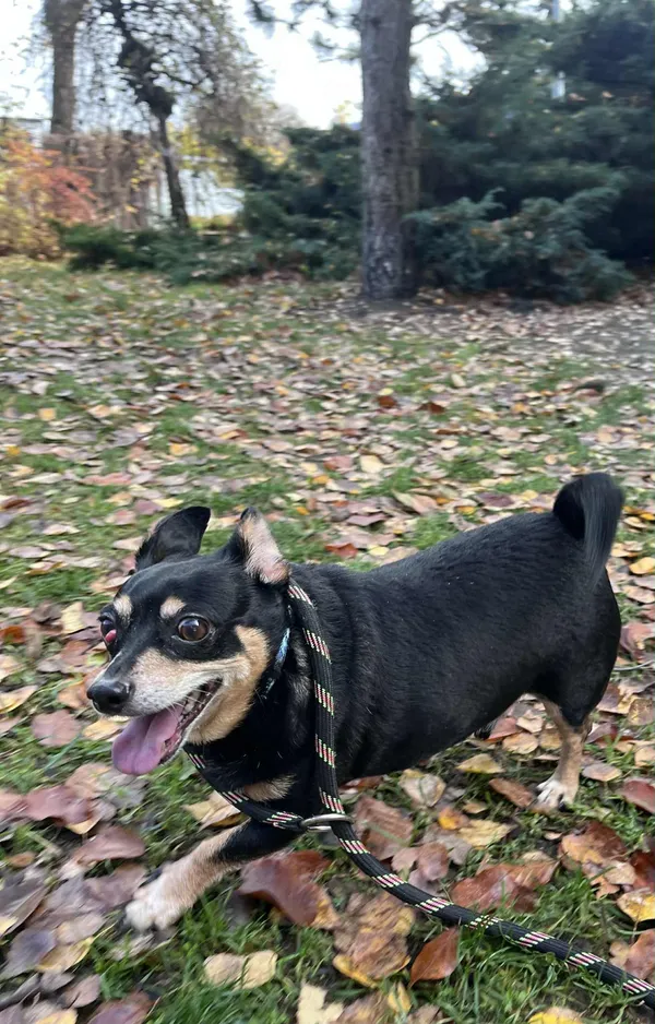 Pies do adopcji, Włocławek, 30 października 2025 (3/5)