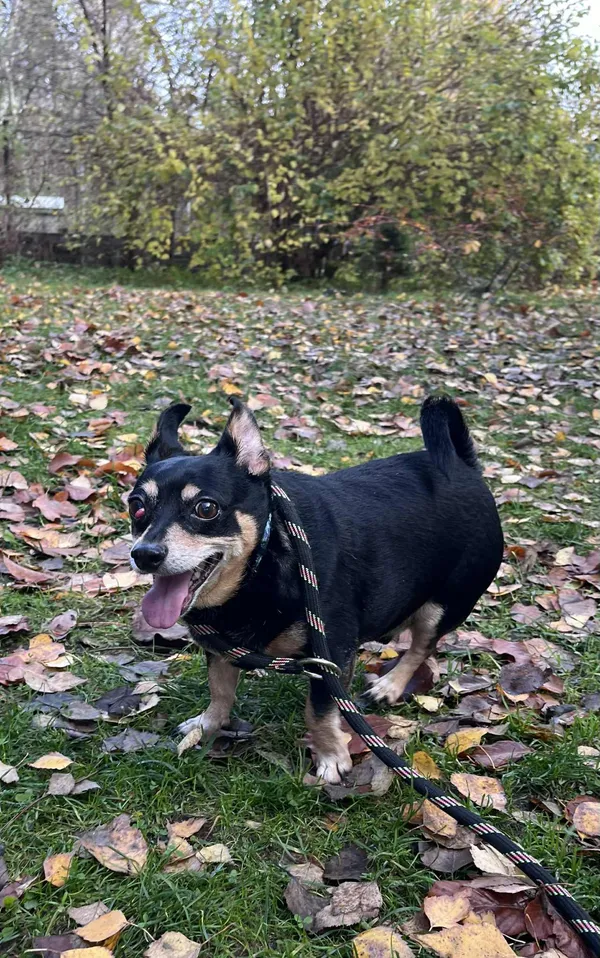 Pies do adopcji, Włocławek, 30 października 2025 (1/5)