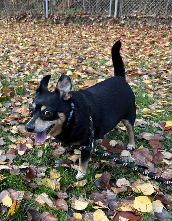 Pies do adopcji, Włocławek, 30 października 2025 (2/5)