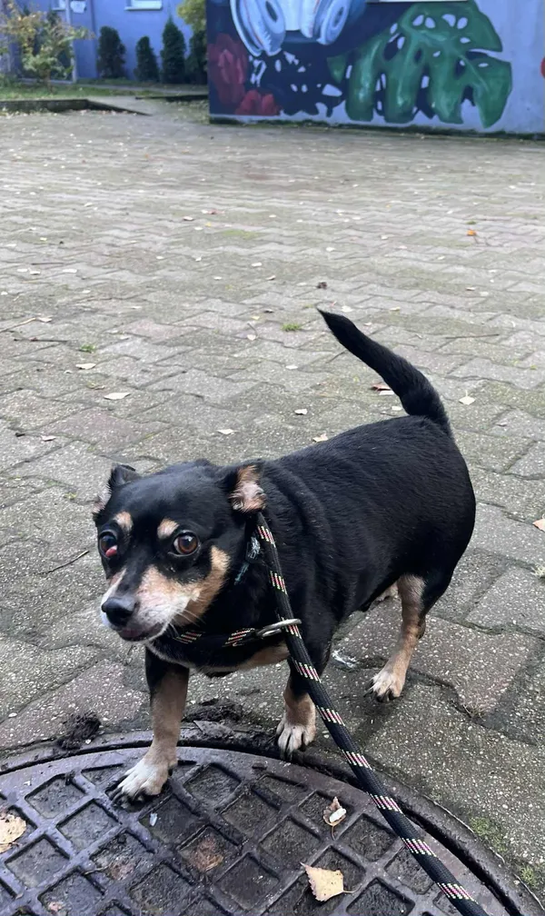 Pies do adopcji, Włocławek, 30 października 2025 (5/5)