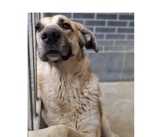 Pies do adopcji, Wrocław, 9 października 2025