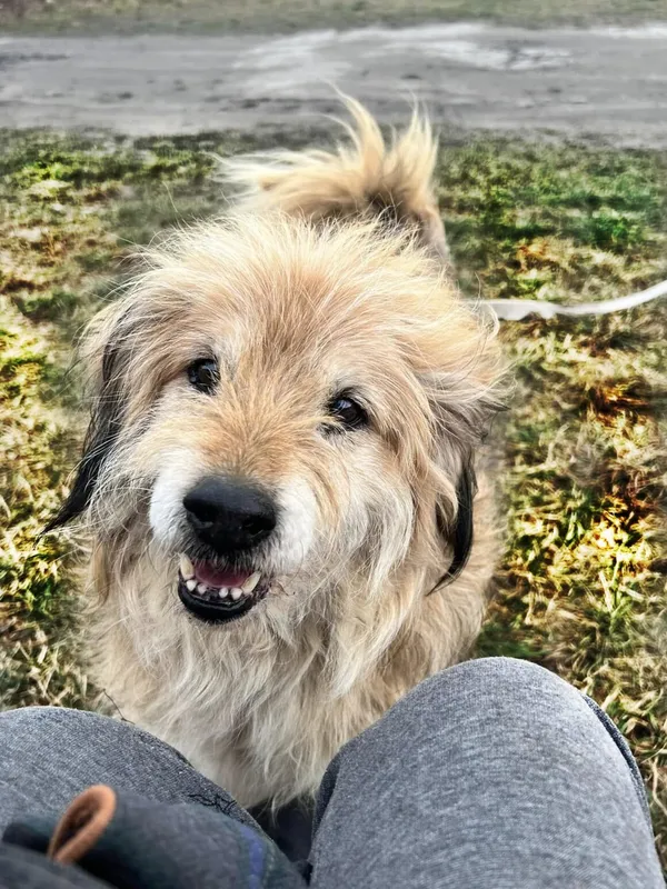 Pies do adopcji, Dłużyna Górna, 31 października 2025 (1/5)