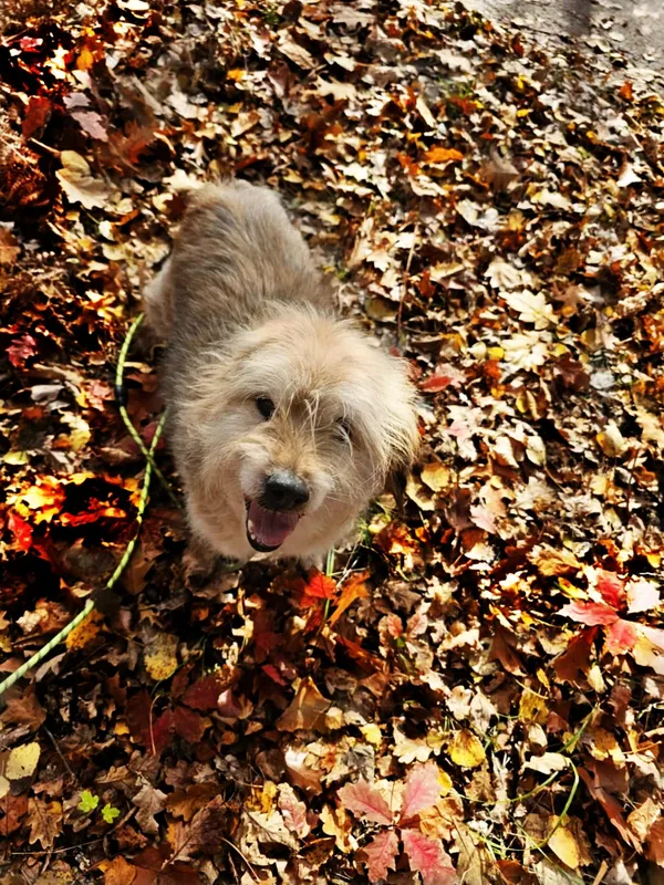 Pies do adopcji, Dłużyna Górna, 31 października 2025 (3/5)