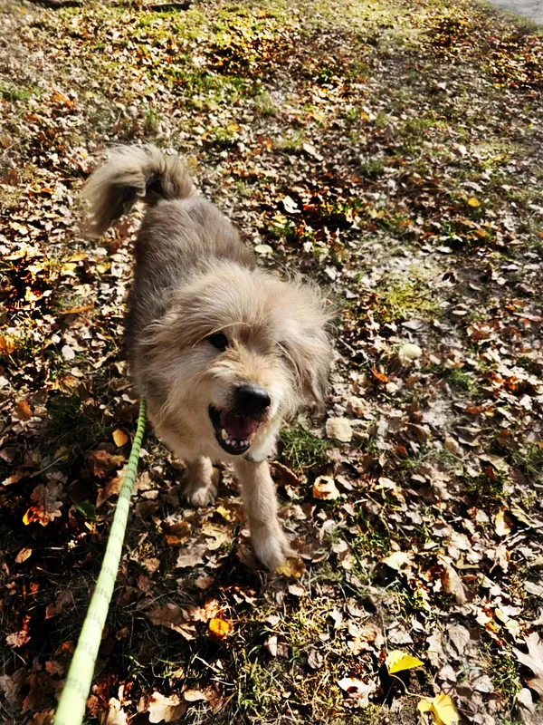 Pies do adopcji, Dłużyna Górna, 31 października 2025 (4/5)